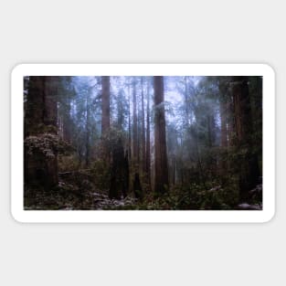 Snow in the Redwood Forest Sticker